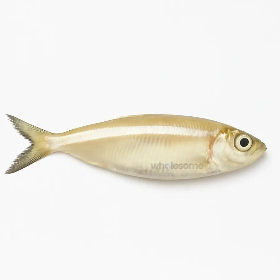 Sea Sardine